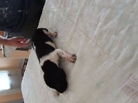 CHIOT