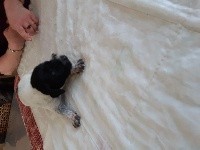 CHIOT