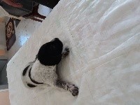CHIOT