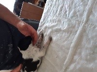 CHIOT