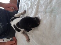 CHIOT