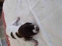 CHIOT